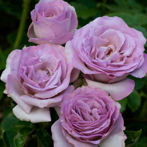 Teahibrid rózsa - Rózsa - Blue Girl - Online rózsa vásárlás